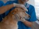 Person in Blue T-shirt Holding a Brown Short Coated Dog