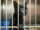 Top Animal Shelters in Karachi for Rescue, Adoption, and Care Cute black baby kitten with big eyes and big ears looking through animal cage bars